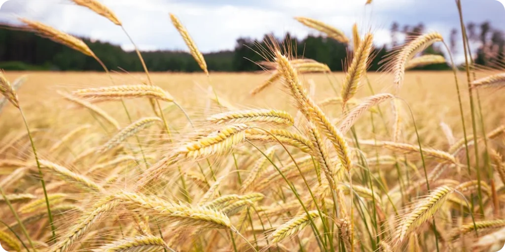 Crops Seeds